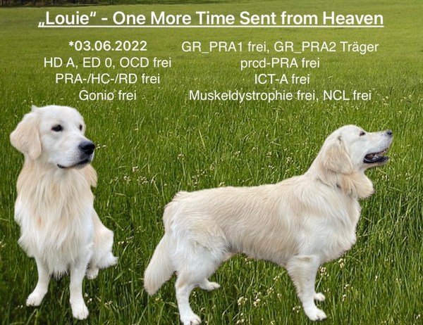 Louieneu.jpg